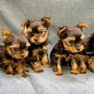 Meet your Posher, Jean